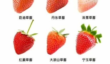 可爱品种的排行榜（草莓品种排名前十）